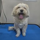 몽슈 펫그루밍샵 | 대구 동구 애견미용 비비펫그루밍 말티푸 맞춤 커트 및 스파 후기