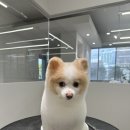 물개스테이 이미지