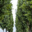 미루나무 이미지