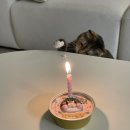 멍냥이수라간 | 멍냥이수라간ㅣ멍냥이수라간 귀염뽀짝한 고양이 케이크 후기