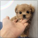 드림독 강아지분양 안심분양센터 인천점 이미지