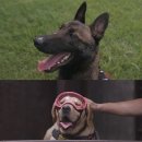 폴리독