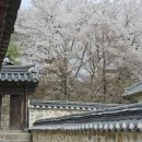 북문길 | 인천 벚꽃 명소 🌸 강화도 북문길 벚꽃 현재 개화 상태