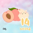 땅땅치킨반지점 | 🤰🏻임신 14주차 / 임산부 일상 / 증상 / 산후조리원 예약/ 성별확인 / 끝나지않은 입덧