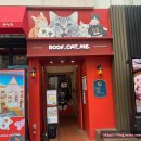 고양이카페 루프캣미 명동점 | 루프캣미 고양이카페 명동점