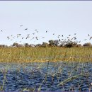 Okavango Delta - Mokoro 배 관광 이미지