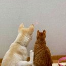 댕댕이와냥이 이미지