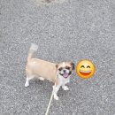 푸른별안과동물병원 | 강아지 망막박리 수술 후기｜일산 안과 전문병원 비용·회복기간·시력 회복 Q&amp;A