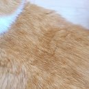 고롱고롱 | 고양이 털빗 사랑빗 코숏 사용후기