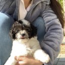 펫사랑일산점 이미지