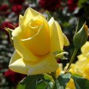 사랑과 기쁨 이미지