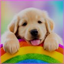 천안 강아지분양 고양이분양 나라애견본점 | 분양한 강아지와 신뢰 쌓는 첫걸음 어떻게 시작할까