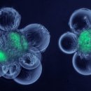 에이치비엘 이미지