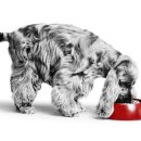 로얄케어클럽 이미지