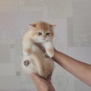 탑브리더