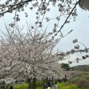 2024월 제주도 벚꽃스팟 개화상태🌸 :: 애월 장전리 벚꽃거리, 대왕수천예래생태공원