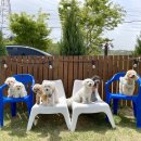 땅콩애견놀이터 이미지