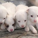 서울동물병원 이미지