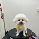 하비나 코지 이미지