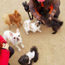 야탑 반려견 이미지