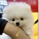 펫365 강아지분양 고양이분양 전주본점 이미지