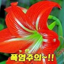 폭염주의..... 늘 행복하세요 이미지