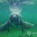 해우
