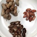 삶은땅콩 효능 부작용 칼로리 생땅콩 효능 이미지