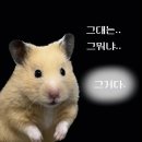 웨이브독 이미지