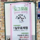 도그포레 네이버블로그