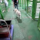 빅독 | 231021 고양시 일산 노견, 대형견 유기견 보호소 &#39;빅독 포레스트&#39; 봉사 후기