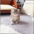 블루랙돌 | 김포랙돌분양 개냥이 입양 이야기