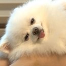 순심이 이미지