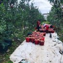 볼빨간 농원 이미지