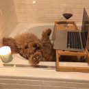 영변 | 산💖] “로지텍 키보드 k380 라벤더” 쿠팡 구매후기 (연결방법, 한, 영변환/ 이모티콘 입력방법 포함!✨)