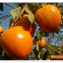 풍천대봉감농원 이미지