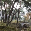 경주 남산 삼릉숲 소나무 이미지
