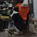 해리스힐 | 가성비 좋은 고양이 스크래쳐 (네네린도, 해리스힐, 테비, 다이소)