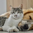 반려동물 수제간식 만들기 이미지