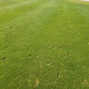 그린필드CC 이미지