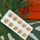 펫포유 | 강아지 항산화제 노령견 펫케어 영양제 추천