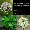 藥草情報 - 산마늘(명이) 효능 이미지