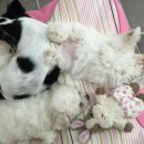 THE 폼나개 이미지