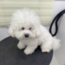 이로운 펫살롱 이미지