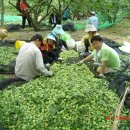 영흥농장 이미지