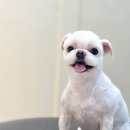 Grooming574 이미지