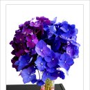 서광약국 이미지