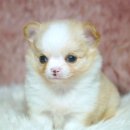 양지켄넬 이미지