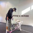하이도그 | 하이테일도그아카데미 선택 전 꼭 볼 핵심 정보