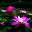 양산호수공원 이미지